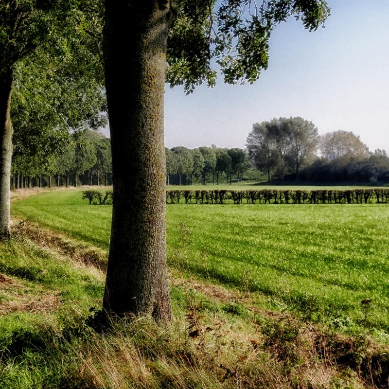 Een rij bomen langs weides met gras op een zonnige dag